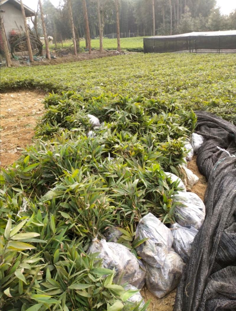 自种自销优质楠竹(毛竹)竹苗大量供应全年有货