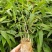 自种自销优质楠竹(毛竹)竹苗大量供应全年有货