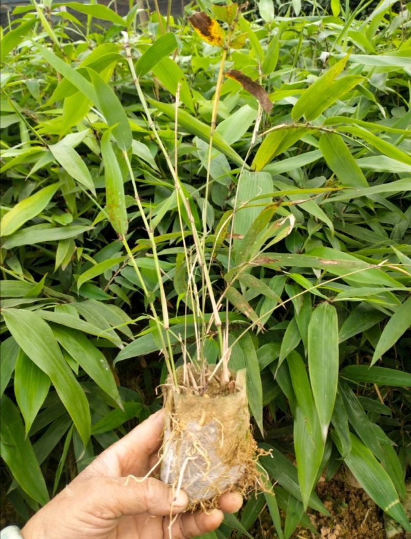 自种自销优质楠竹(毛竹)竹苗大量供应全年有货