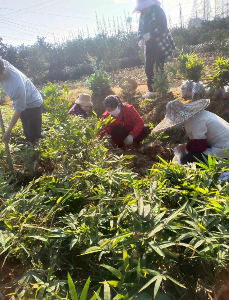 自种自销优质楠竹(毛竹)竹苗大量供应全年有货