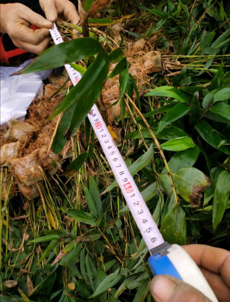 自种自销优质楠竹(毛竹)竹苗大量供应全年有货