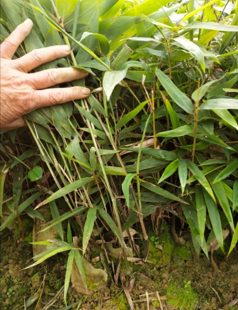 自种自销优质楠竹(毛竹)竹苗大量供应全年有货
