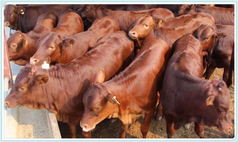 西门塔尔牛活体小牛犊纯种西门塔尔鲁西黄牛养殖肉牛犊活牛