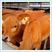 西门塔尔牛活体小牛犊纯种西门塔尔鲁西黄牛养殖肉牛犊活牛