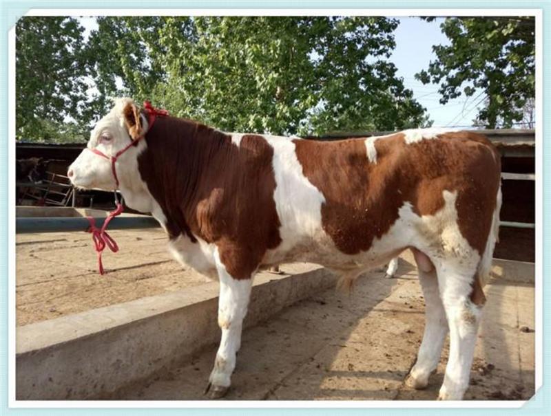 大黄牛肉牛养殖场西门塔尔小牛出售小牛鲁西黄牛犊小牛犊活体
