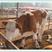 大黄牛肉牛养殖场西门塔尔小牛出售小牛鲁西黄牛犊小牛犊活体