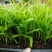 夏威夷椰子苗树形优美枝叶茂密叶色浓绿富有光泽