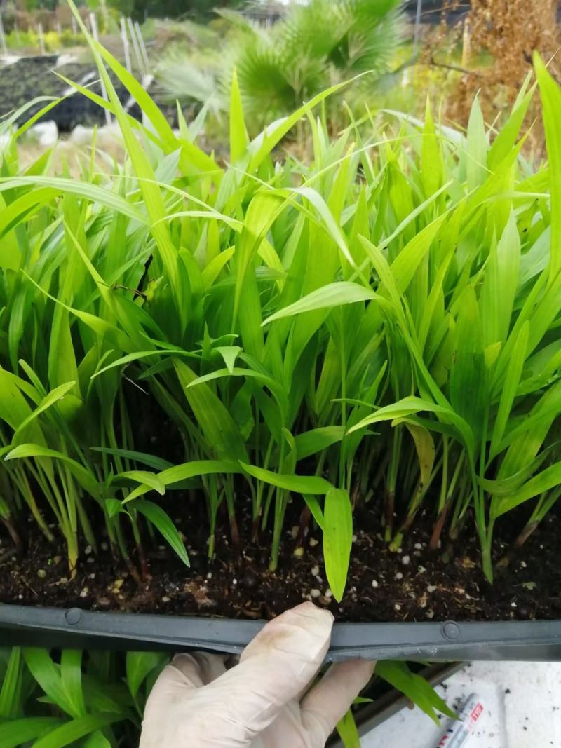 夏威夷椰子苗树形优美枝叶茂密叶色浓绿富有光泽