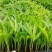夏威夷椰子苗树形优美枝叶茂密叶色浓绿富有光泽