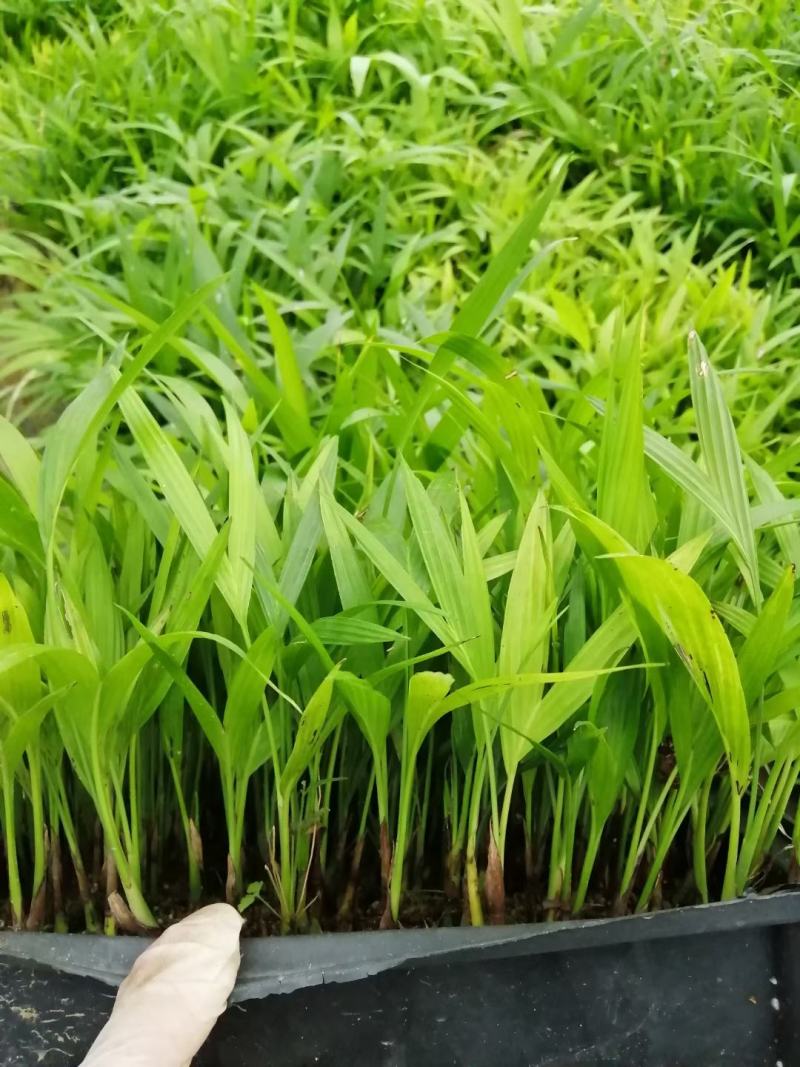 夏威夷椰子苗树形优美枝叶茂密叶色浓绿富有光泽