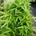 夏威夷椰子苗树形优美枝叶茂密叶色浓绿富有光泽