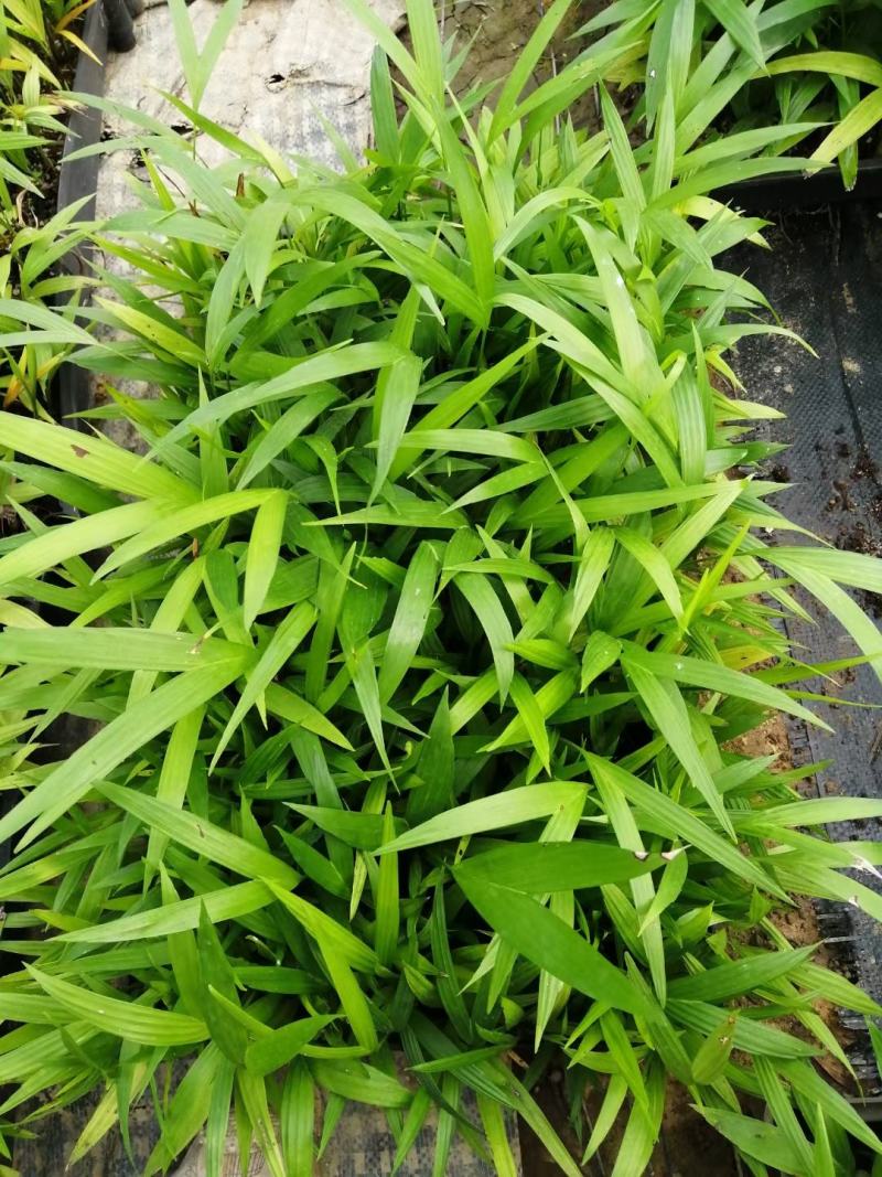 夏威夷椰子苗树形优美枝叶茂密叶色浓绿富有光泽
