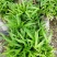 夏威夷椰子苗树形优美枝叶茂密叶色浓绿富有光泽