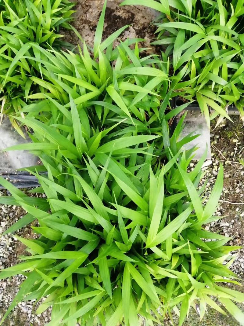 夏威夷椰子苗树形优美枝叶茂密叶色浓绿富有光泽
