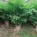 夏威夷椰子苗树形优美枝叶茂密叶色浓绿富有光泽