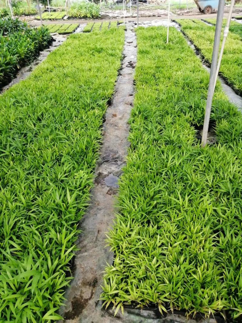 夏威夷椰子苗树形优美枝叶茂密叶色浓绿富有光泽