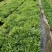夏威夷椰子苗树形优美枝叶茂密叶色浓绿富有光泽