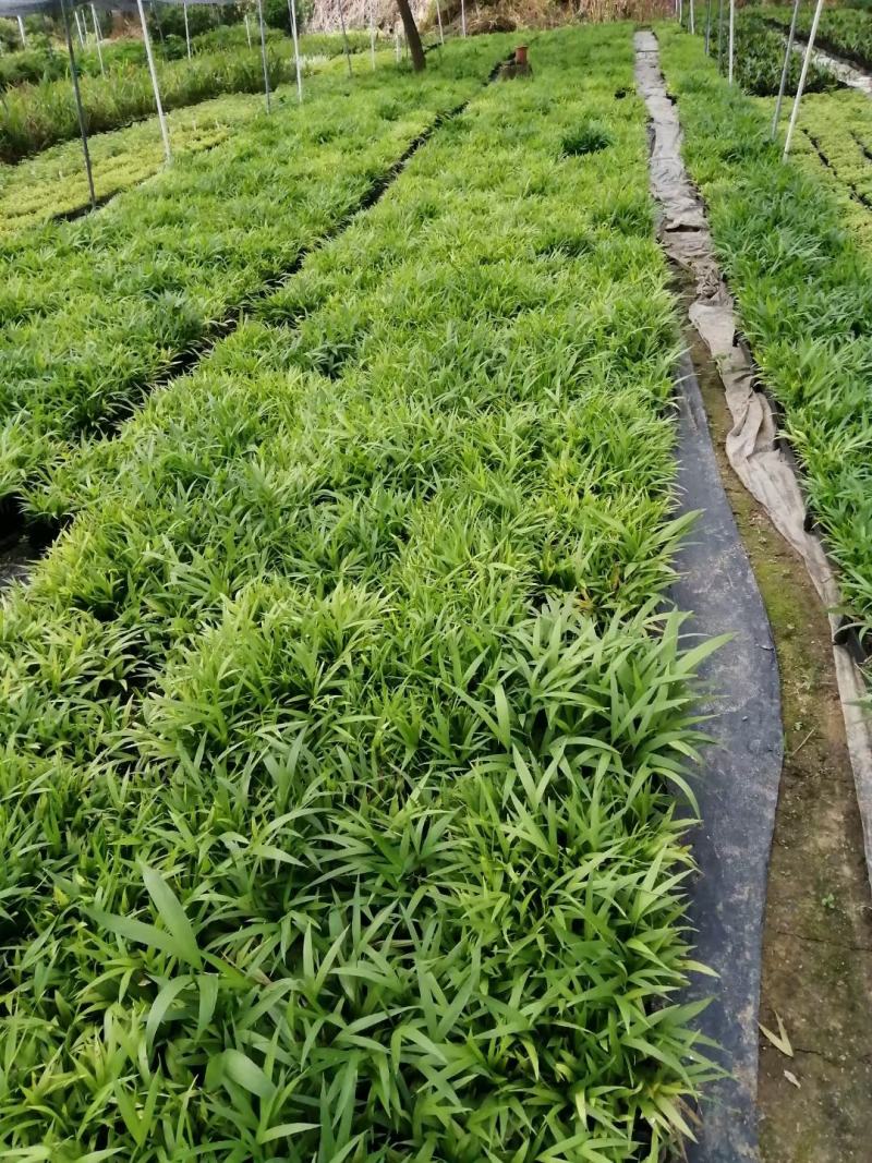 夏威夷椰子苗树形优美枝叶茂密叶色浓绿富有光泽