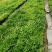 夏威夷椰子苗树形优美枝叶茂密叶色浓绿富有光泽