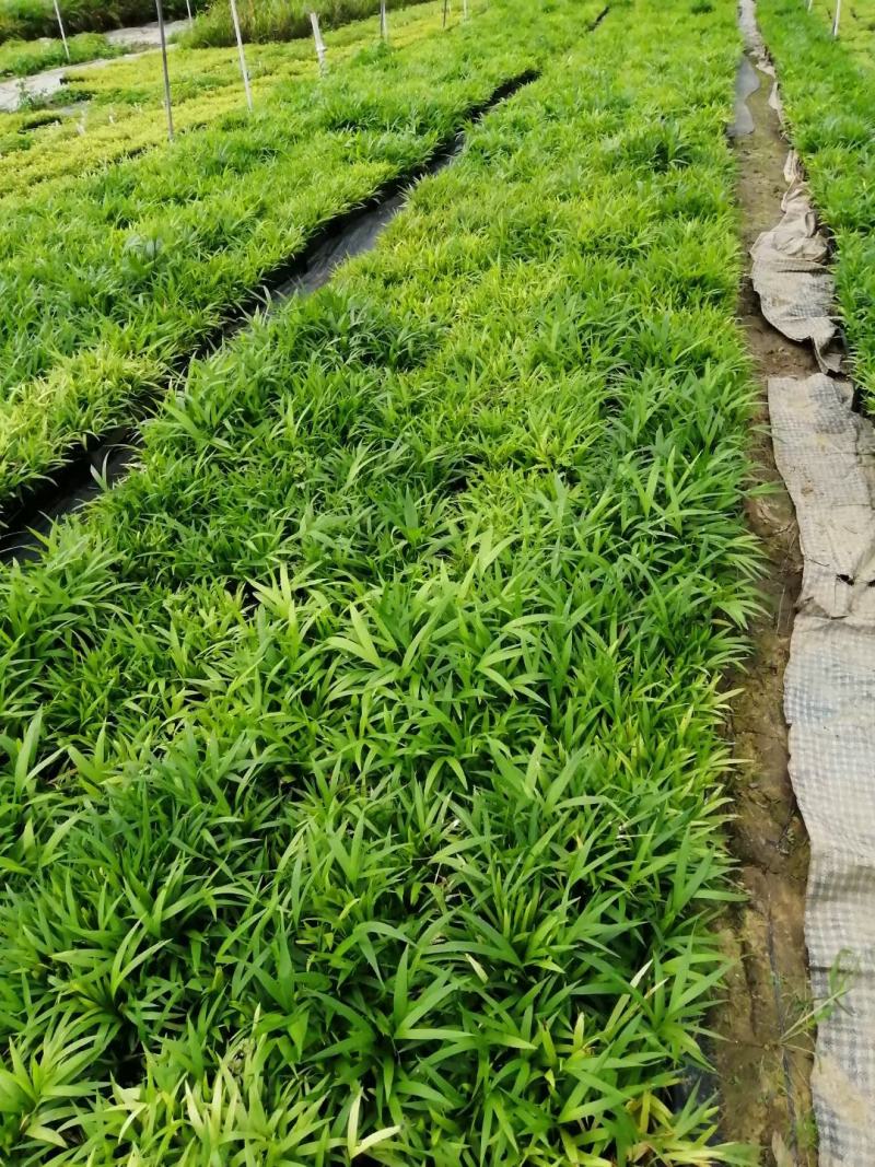 夏威夷椰子苗树形优美枝叶茂密叶色浓绿富有光泽