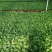 夏威夷椰子苗树形优美枝叶茂密叶色浓绿富有光泽
