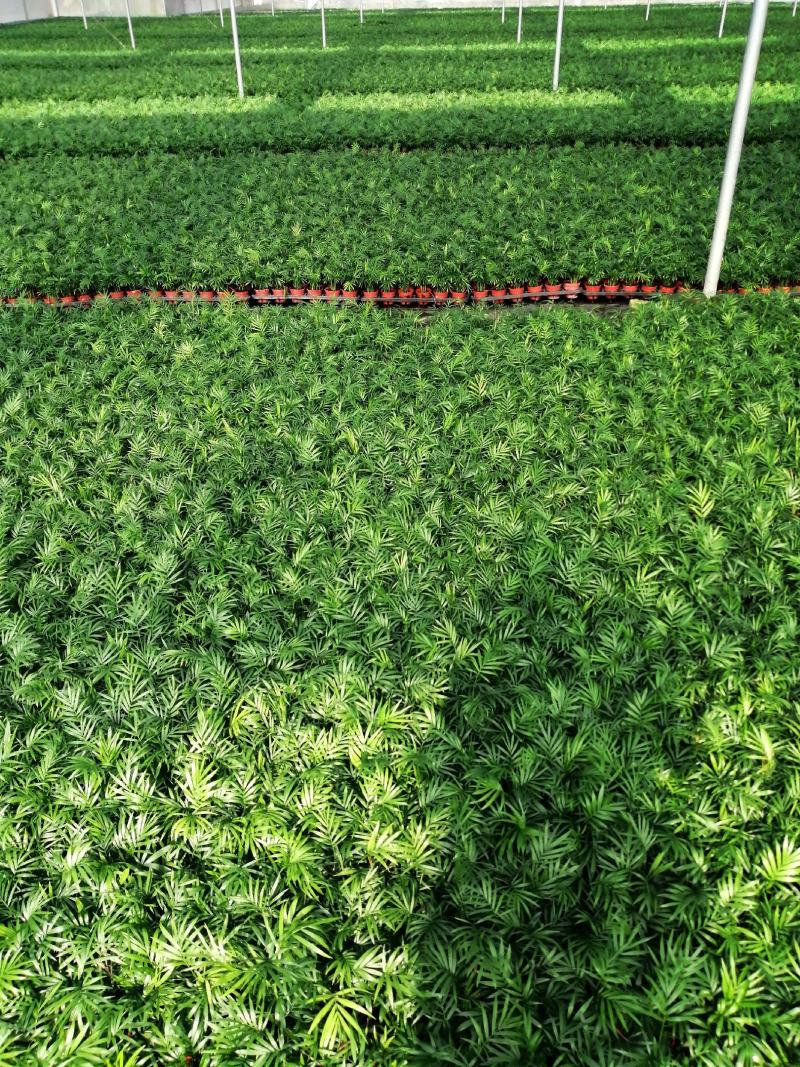 夏威夷椰子苗树形优美枝叶茂密叶色浓绿富有光泽