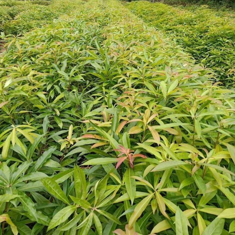 40公分起木荷杯苗，防火线专用造林杯苗苗