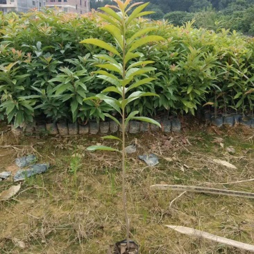 40公分起木荷杯苗，防火线专用造林杯苗苗