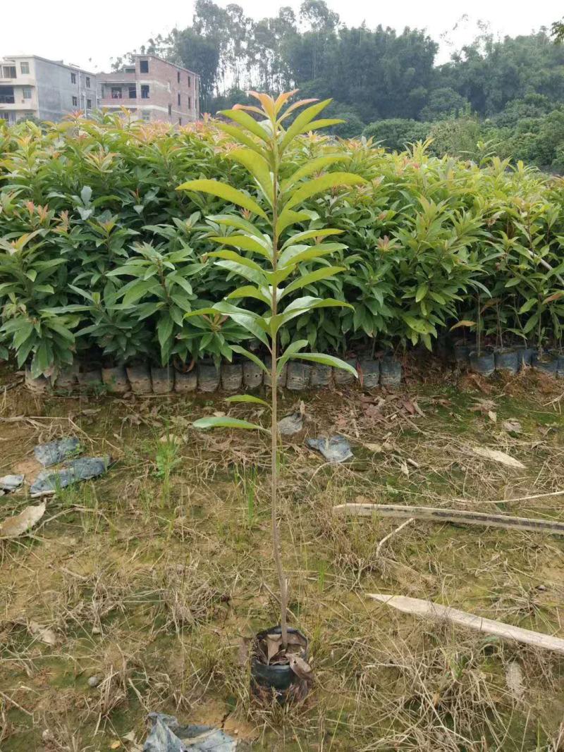 40公分起木荷杯苗，防火线专用造林杯苗苗