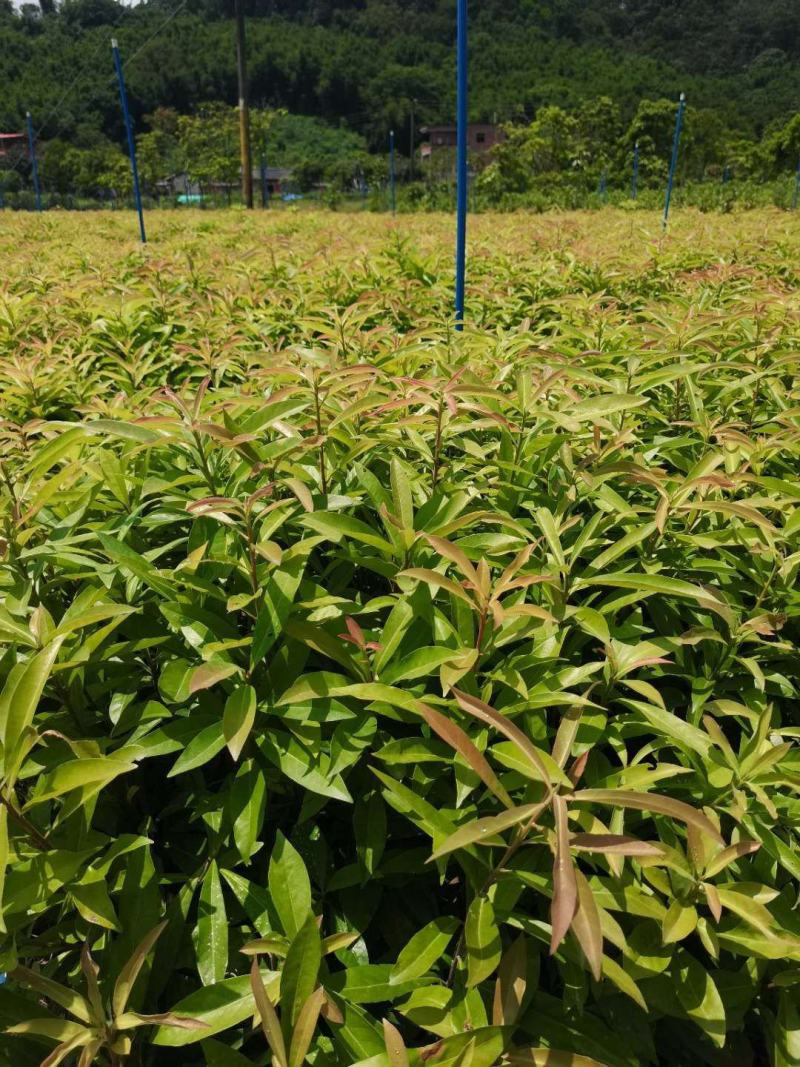 40公分起木荷杯苗，防火线专用造林杯苗苗
