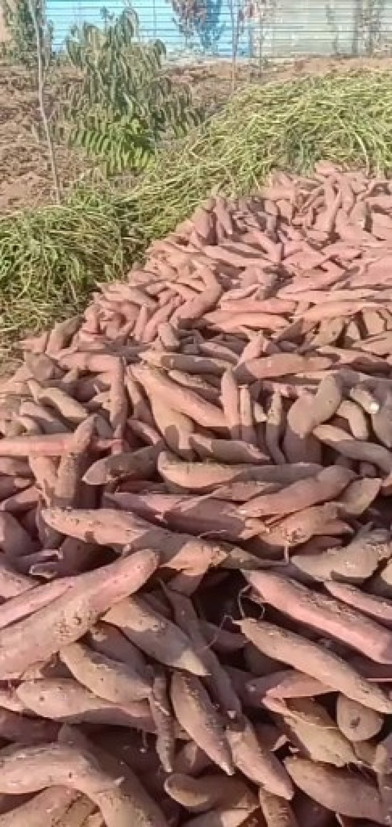 山西运城红薯，红皮白心，口感香甜无丝细长条的