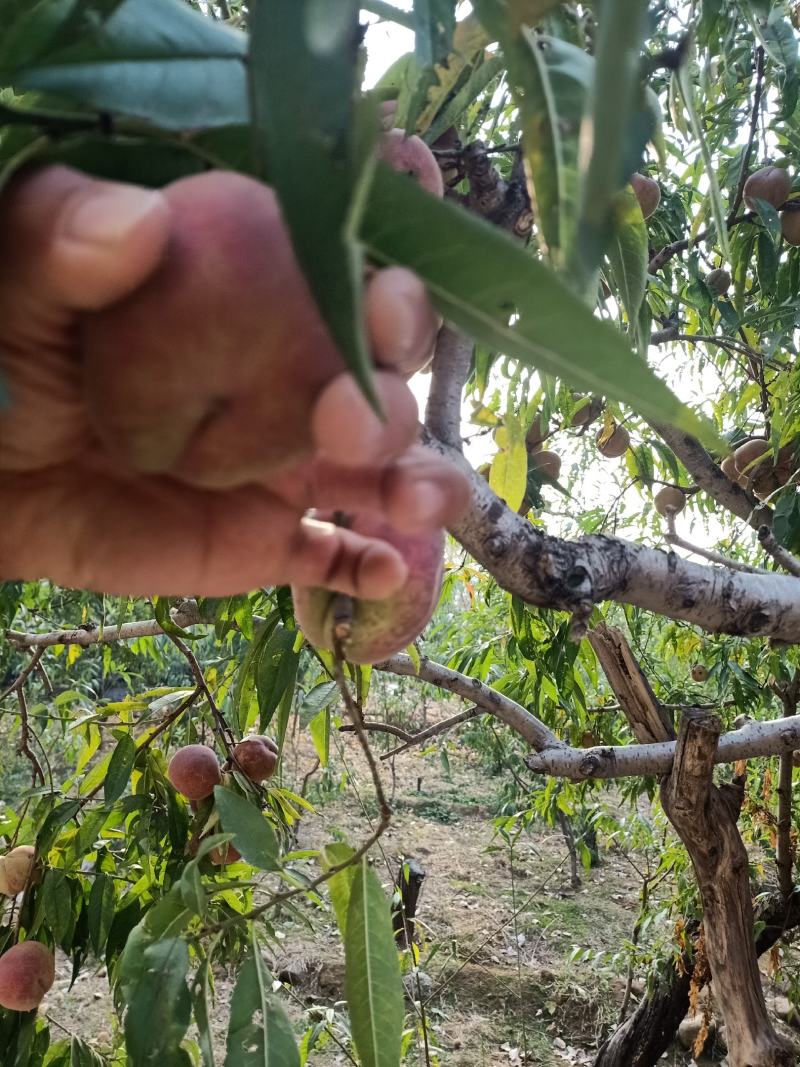 山东冬桃平邑冬桃大量上市，产地采摘，可代发货二两起步手选