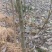精品河北深州107无絮速生杨树苗
