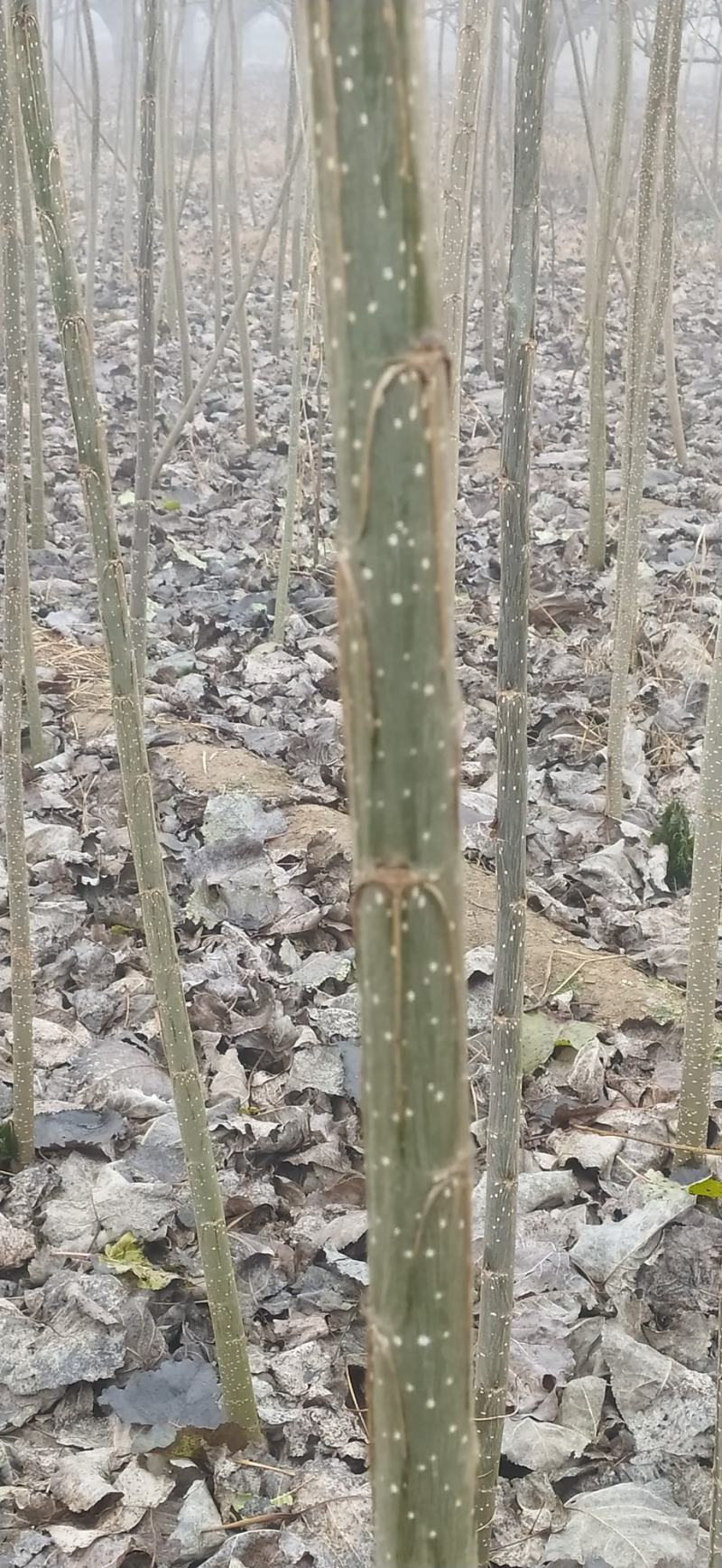 精品河北深州107无絮速生杨树苗