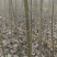 精品河北深州107无絮速生杨树苗