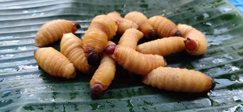 可以留做种虫。大量竹虫竹象虫商品虫出售长期供应