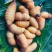 可以留做种虫。大量竹虫竹象虫商品虫出售长期供应