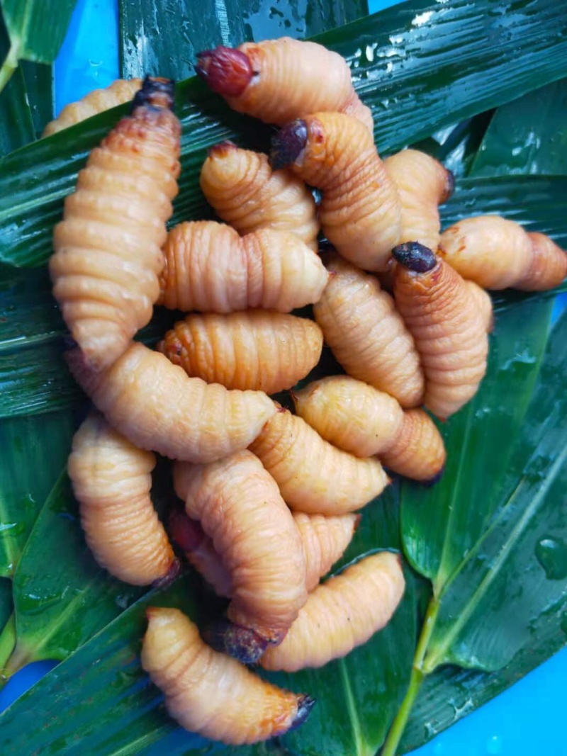 可以留做种虫。大量竹虫竹象虫商品虫出售长期供应