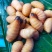 可以留做种虫。大量竹虫竹象虫商品虫出售长期供应