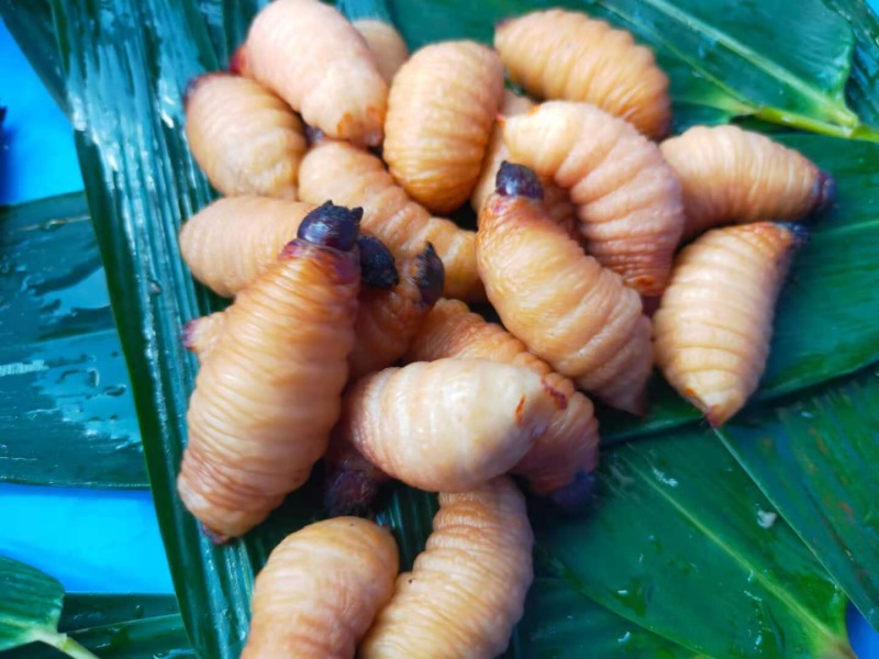 可以留做种虫。大量竹虫竹象虫商品虫出售长期供应