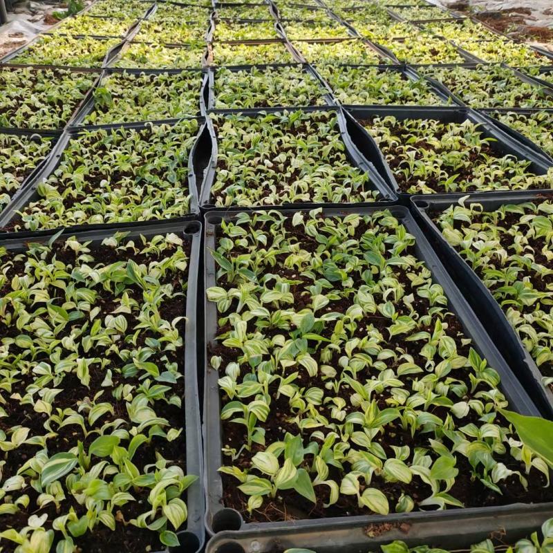 花叶姜种苗芳香彩叶地被绿植叶色艳丽花姿优美