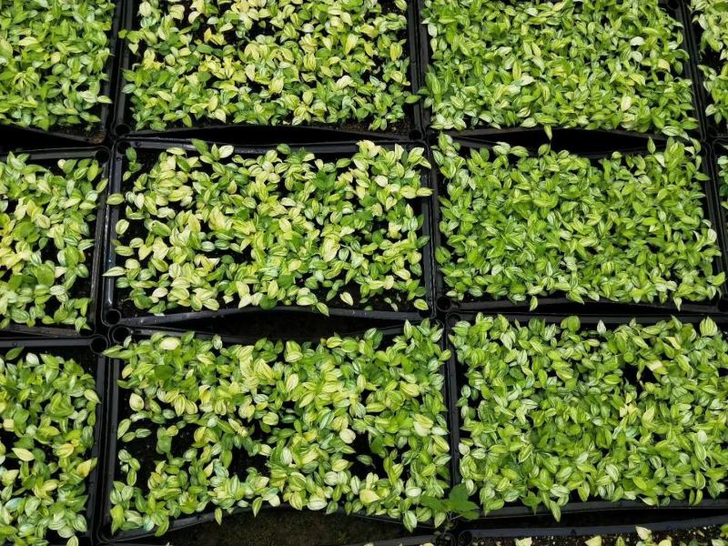 花叶姜种苗芳香彩叶地被绿植叶色艳丽花姿优美