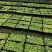 花叶姜种苗芳香彩叶地被绿植叶色艳丽花姿优美