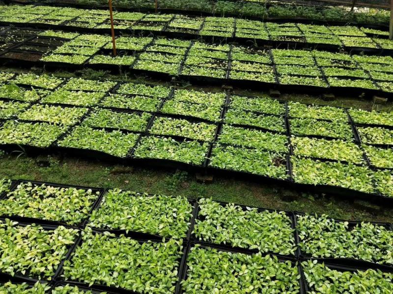 花叶姜种苗芳香彩叶地被绿植叶色艳丽花姿优美
