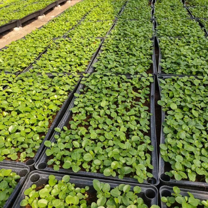 花叶姜种苗芳香彩叶地被绿植叶色艳丽花姿优美