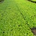 花叶姜种苗芳香彩叶地被绿植叶色艳丽花姿优美