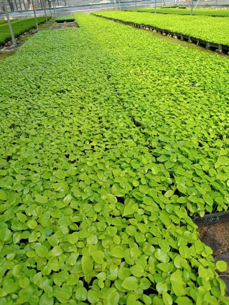 花叶姜种苗芳香彩叶地被绿植叶色艳丽花姿优美