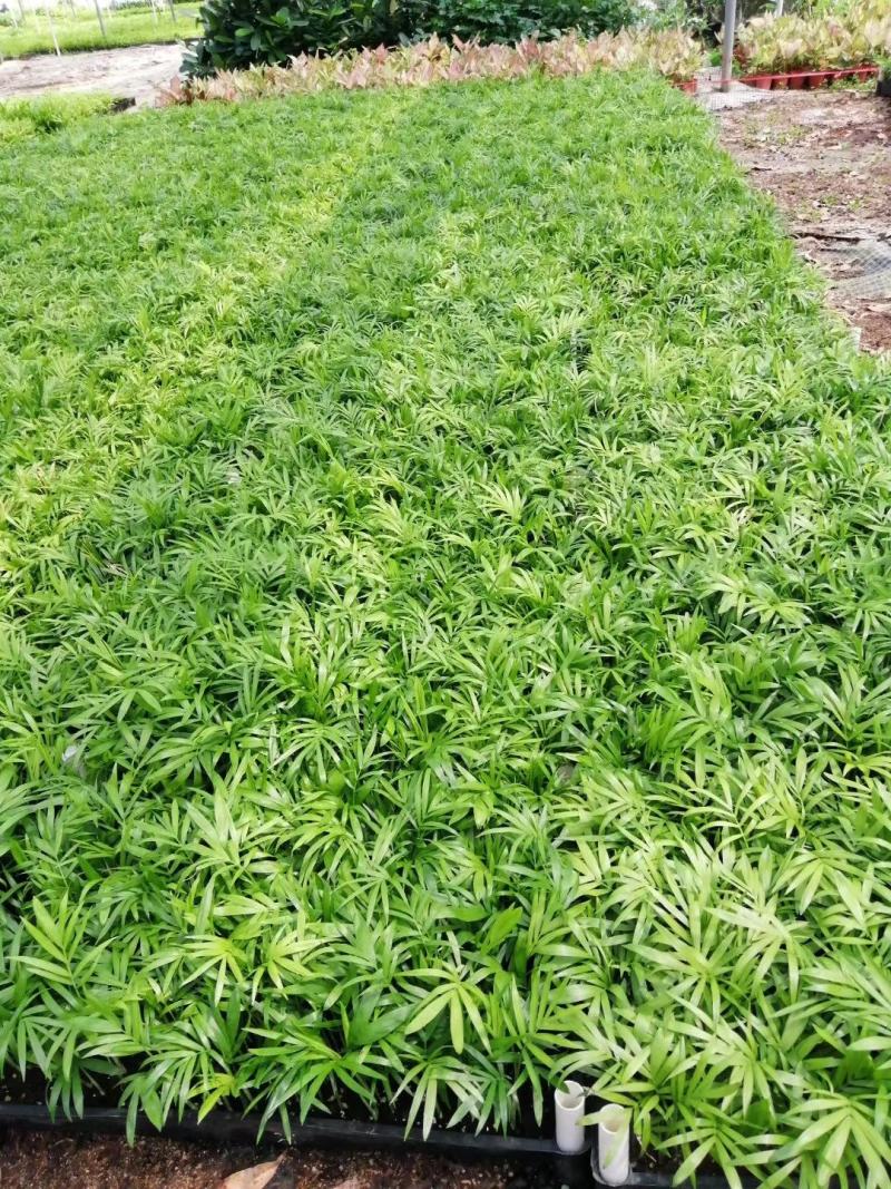花叶姜种苗芳香彩叶地被绿植叶色艳丽花姿优美