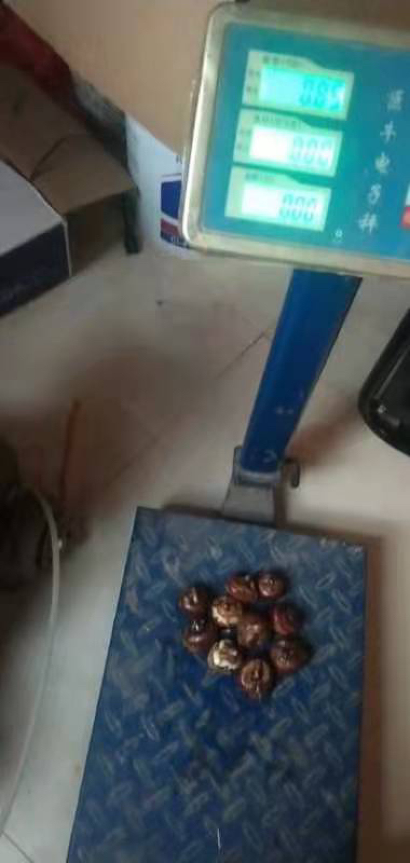 广西马蹄有老板需要联系