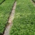 碧玉豆瓣绿椒草盆栽植物室内盆栽观叶植物